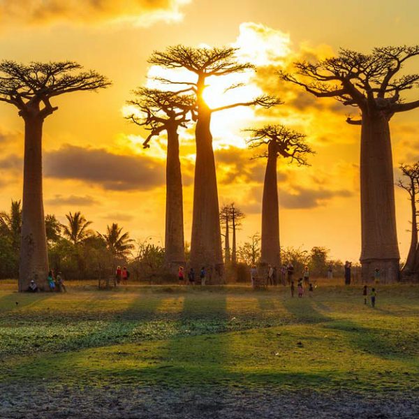 Baobab del Madagascar